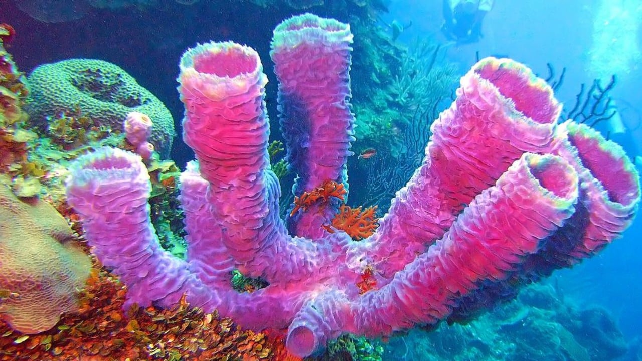 Investigadores rastrearon moléculas fósiles hasta las demosponjas modernas, sugiriendo que estos organismos blandos fueron los pioneros en la evolución animal.