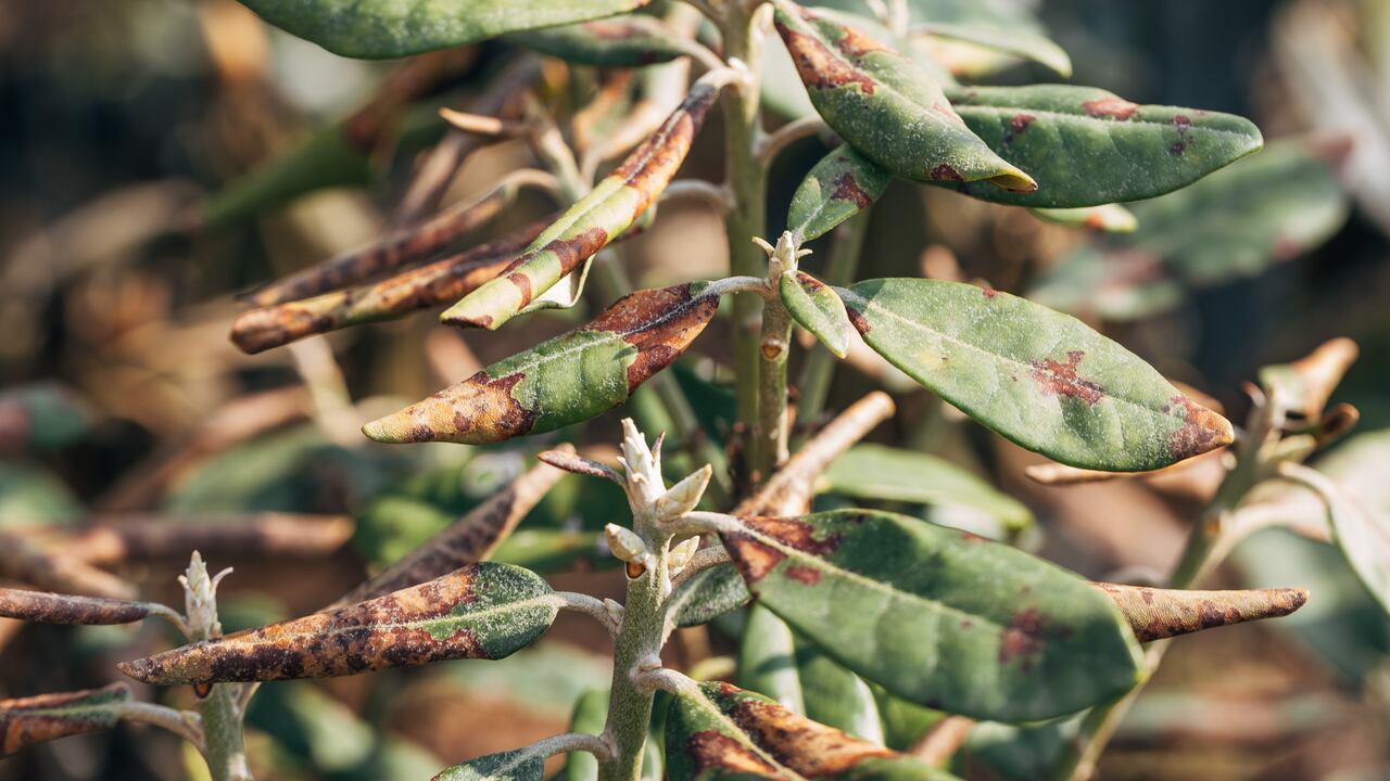Rododendro dañado por enfermedades o quemaduras en un jardín de primavera