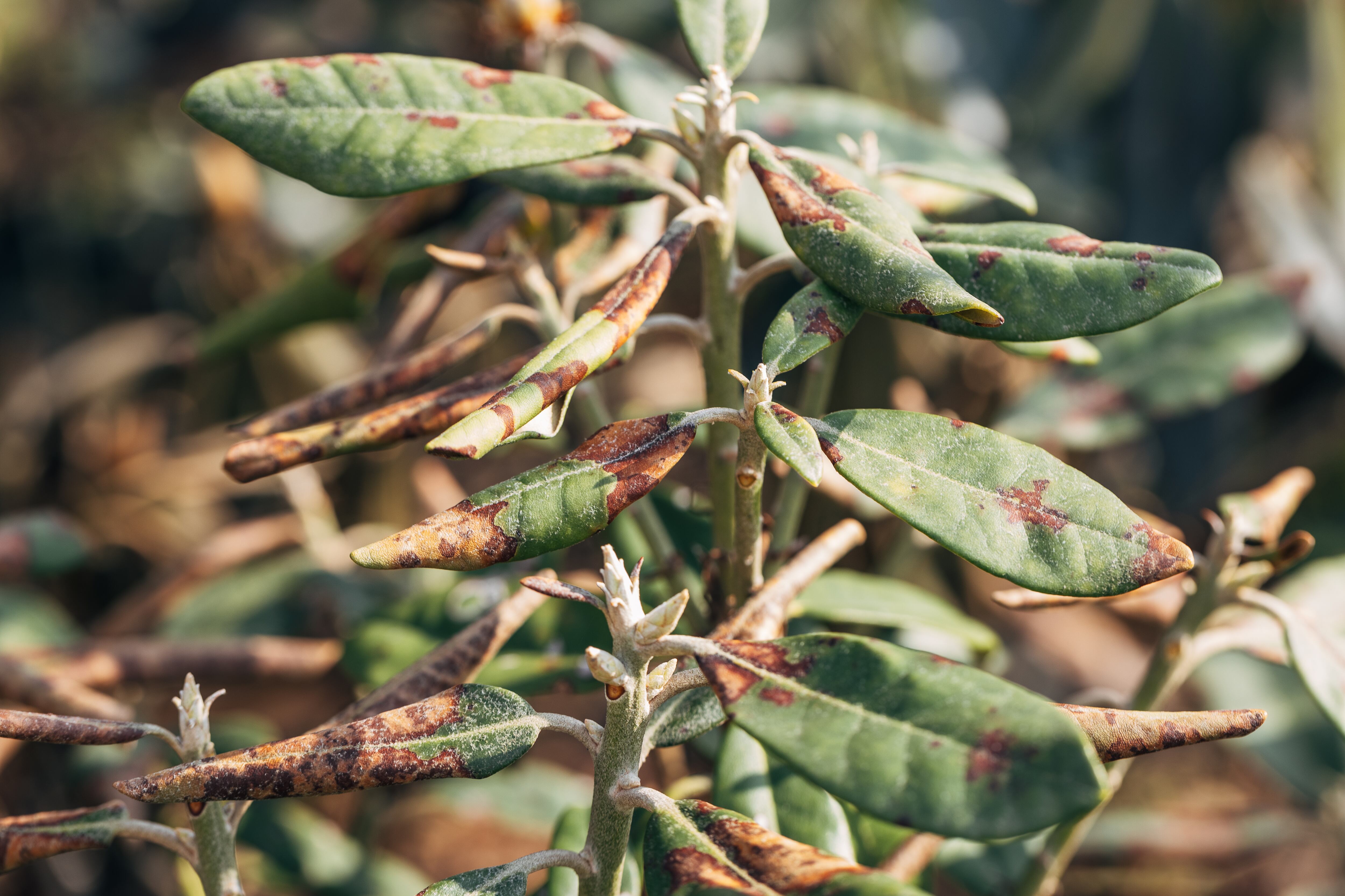 Rododendro dañado por enfermedades o quemaduras en un jardín de primavera
