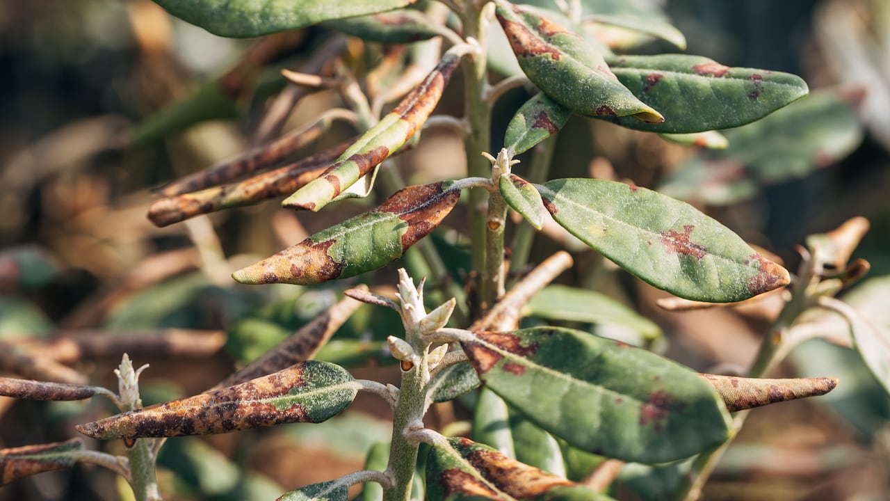 La chinche de encaje es la plaga que más afecta a las azaleas.