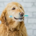El sarro de los dientes de los perros puede eliminarse de manera natural.