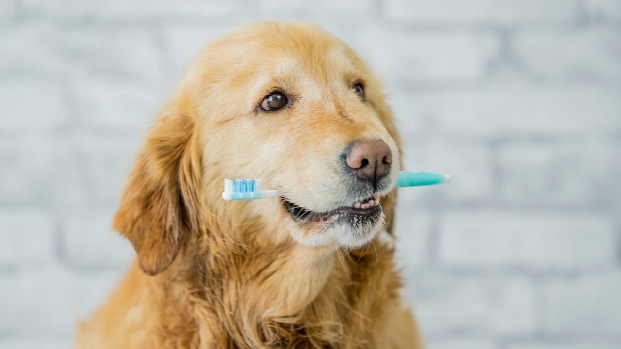El sarro de los dientes de los perros puede eliminarse de manera natural.
