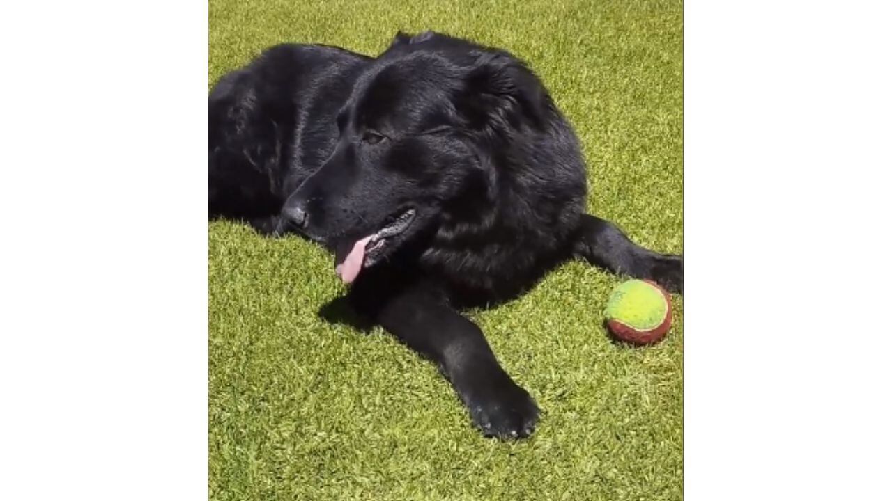 Tony Camacho en las instalaciones del estadio Nemesio Camacho El Campín .