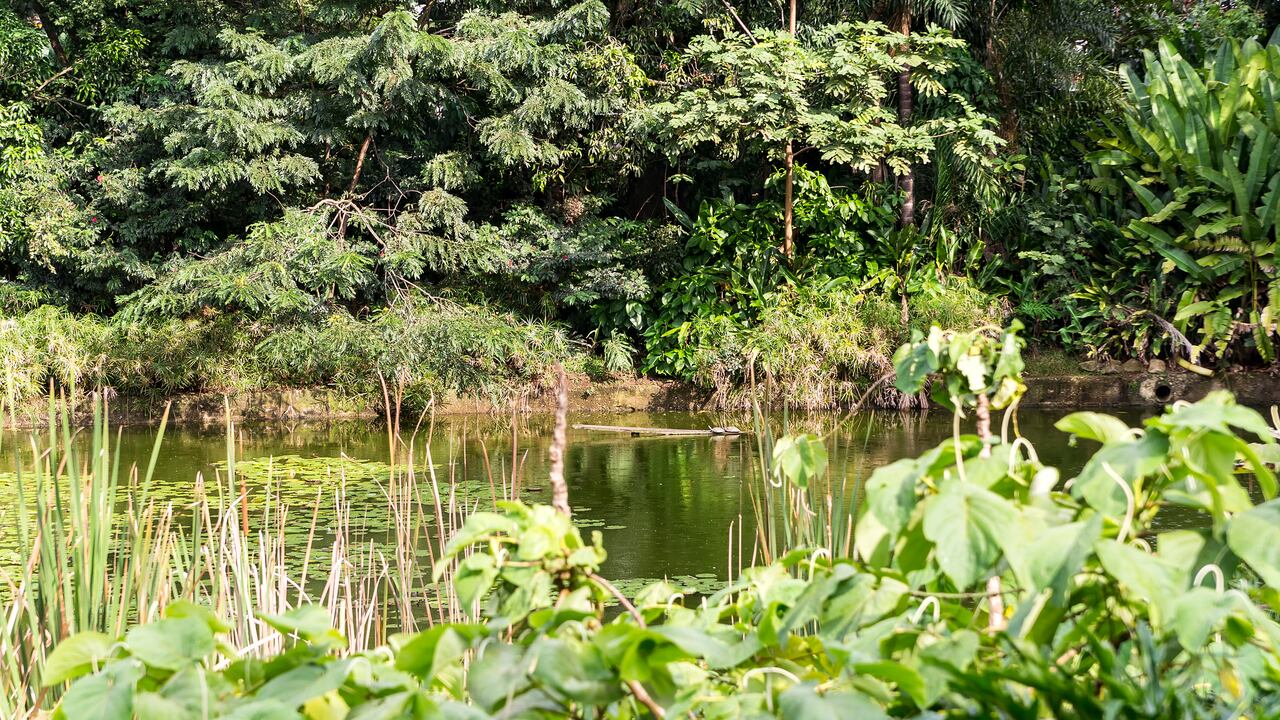 El Jardín Botánico de Medellín es uno de los planes imperdibles para hacer en la capital antioqueña.