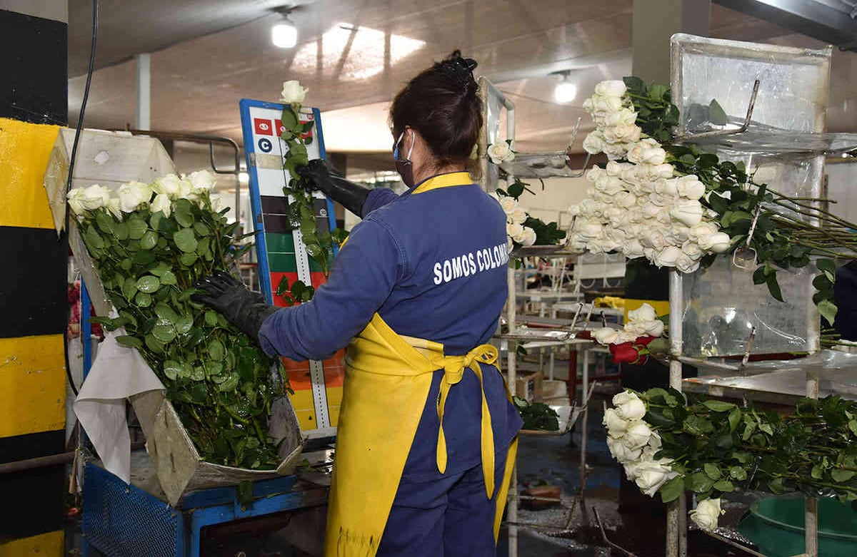 Floricultores preocupados por sus cultivos en época de coronavirus