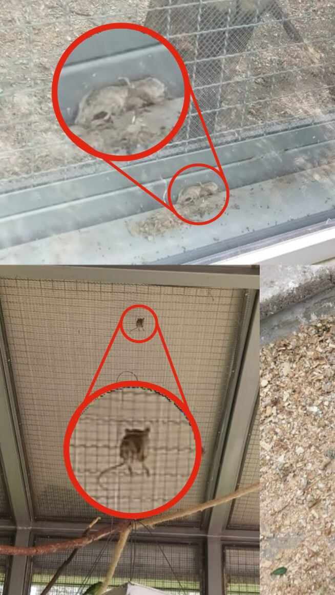 Los roedores en el Centro de Fauna Silvestre en Bogotá