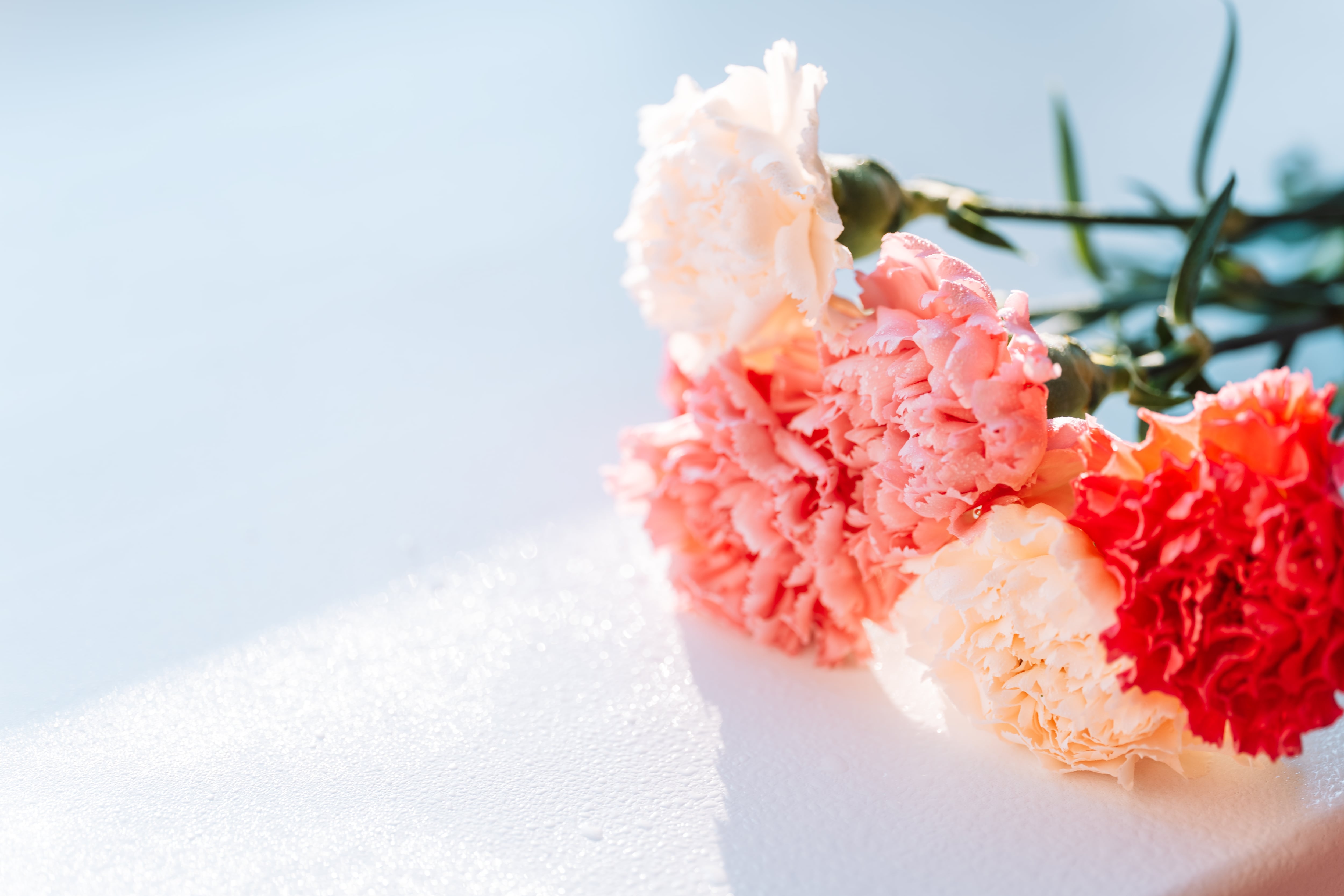 Los claveles son una de las flores más populares del mundo gracias a su variedad de colores, su aroma y su larga duración.