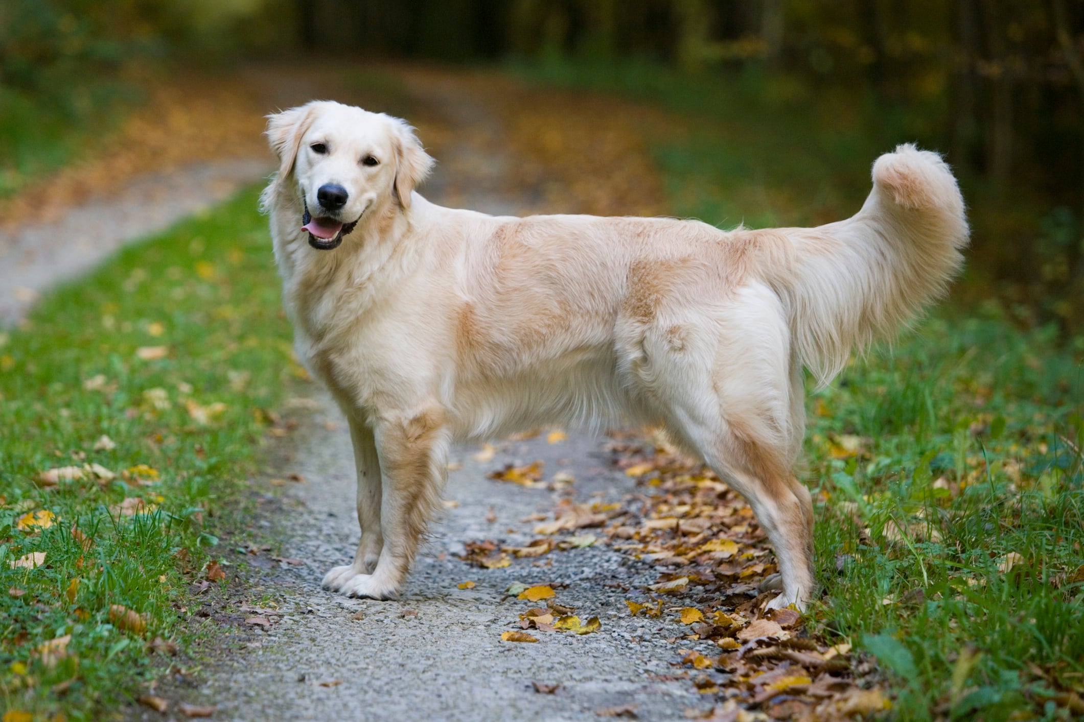 Golden Retriever británico.