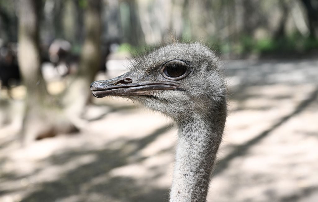 Avestruces en una vía