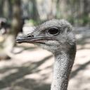 Avestruces en una vía