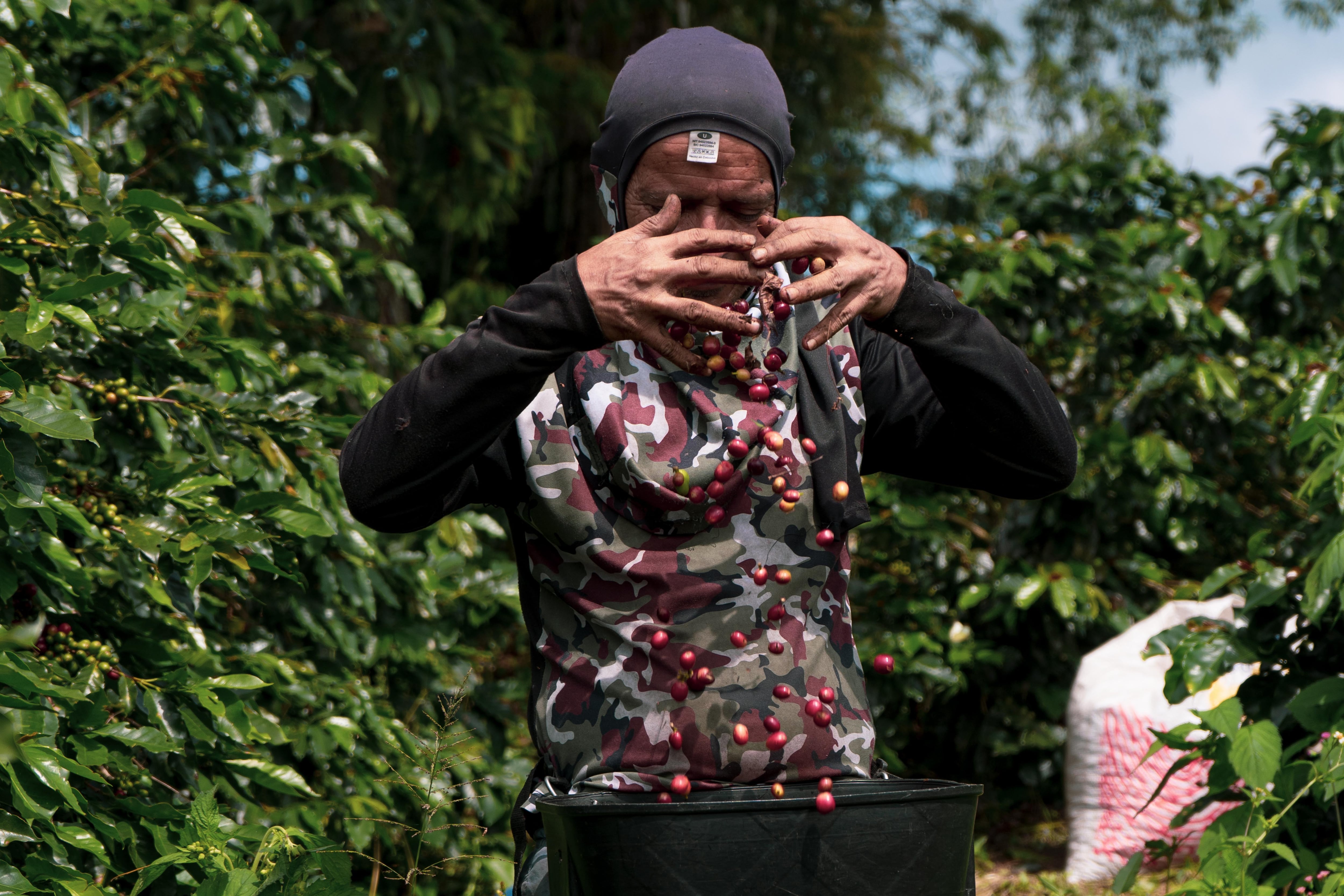 Caída de la exportación del café está desacelerando la economía colombiana.