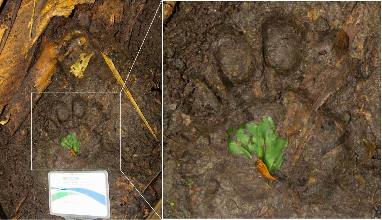 Huellas de jaguar en la Ciénaga de la Tortuga