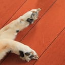 Enfermedades que podrían afectar las almohadillas de los perros.