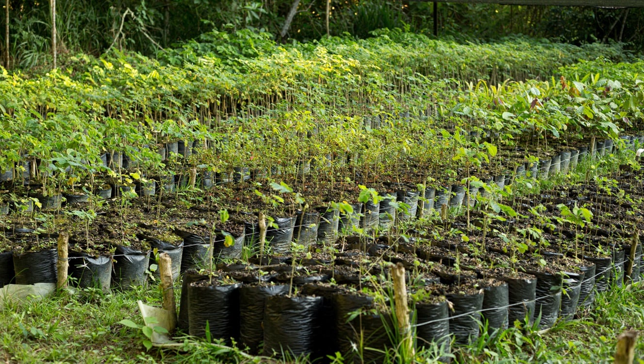 Amarilo busca que la construcción sostenible y la biodiversidad estén presentes en todos sus proyectos.