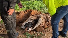 Perrita maltrata y asesinada en Bucaramanga