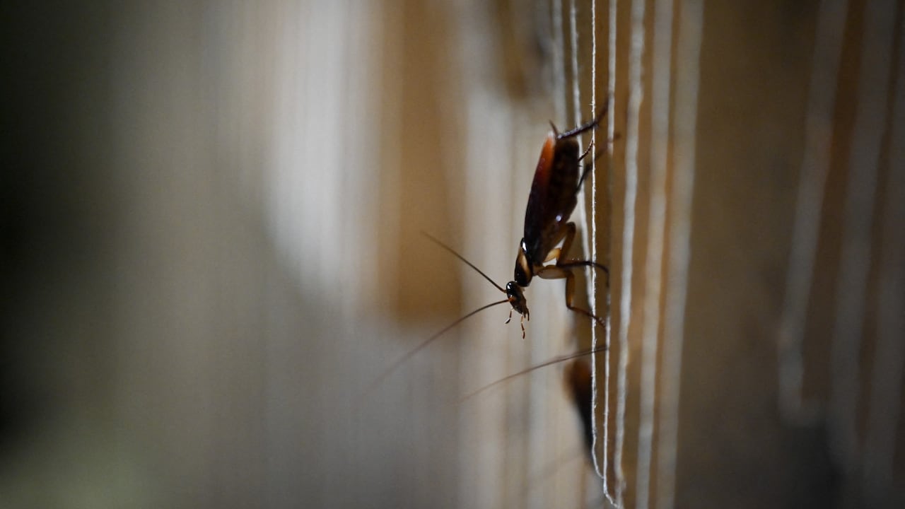 Miles de cucarachas salieron del techo se su baño.