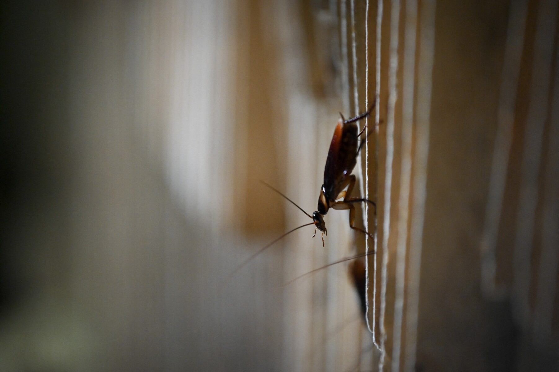 Miles de cucarachas salieron del techo se su baño.