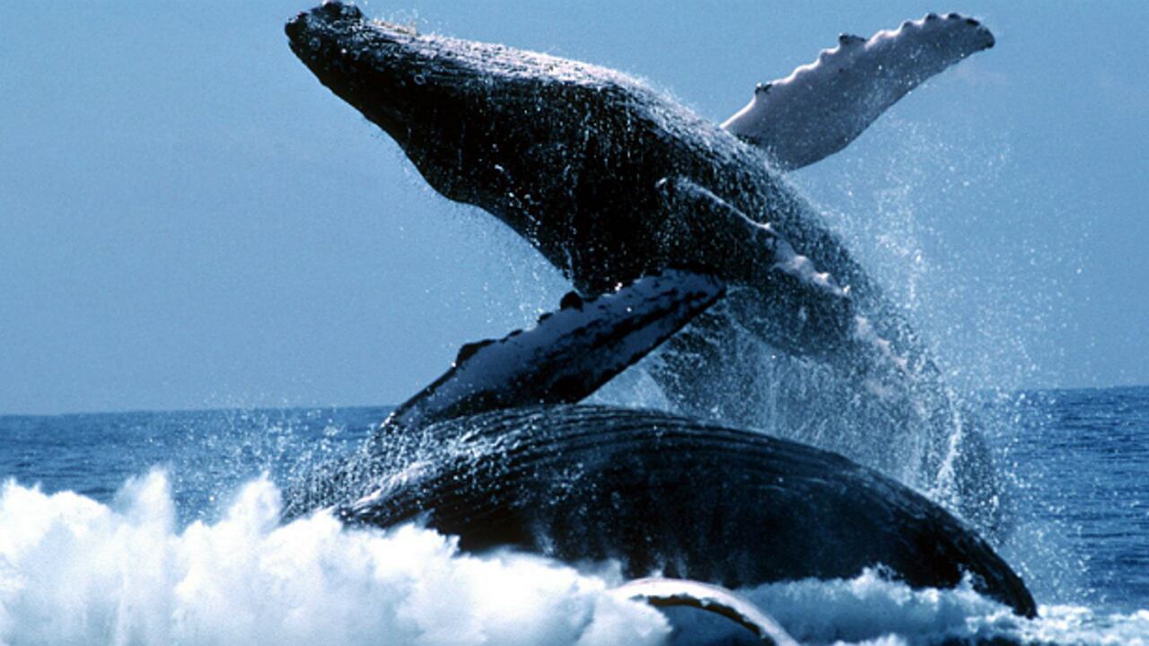 El avistamiento de ballenas ha crecido en Islandia entre un 15 % y un 34 % anual desde 2012.