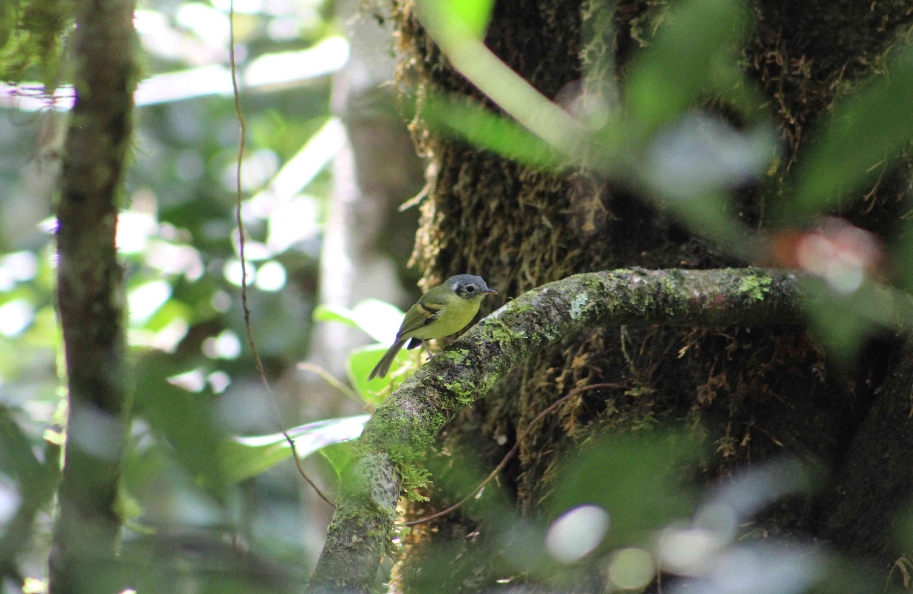 Para garantizar su preservación uno de los primeros pasos que se dieron fue finalizar la práctica de la ganadería.  Foto: Ingenio Providencia 