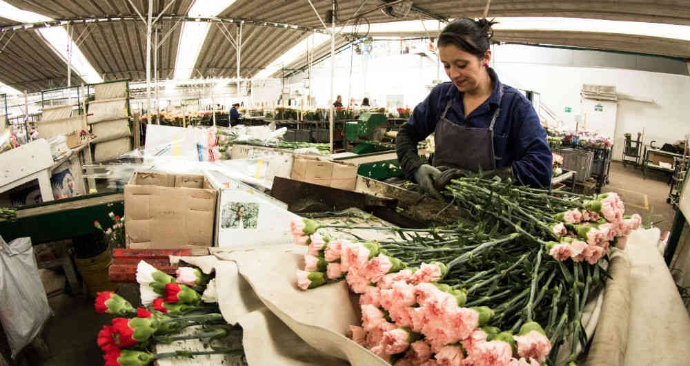 Asocolflores estima que el aumento del salario mínimo más la reducción de la jornada, más el incremento de los recargos nocturnos, dominicales y festivos, tiene un aumento del 35%. "Eso, en nuestra estructura de costos, pesa más o menos el 60%", dice Laura Valdivieso.