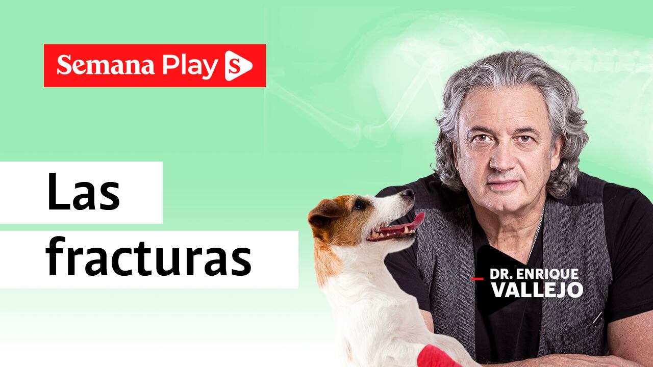 Las fracturas | Enrique Vallejo en Salud Animal