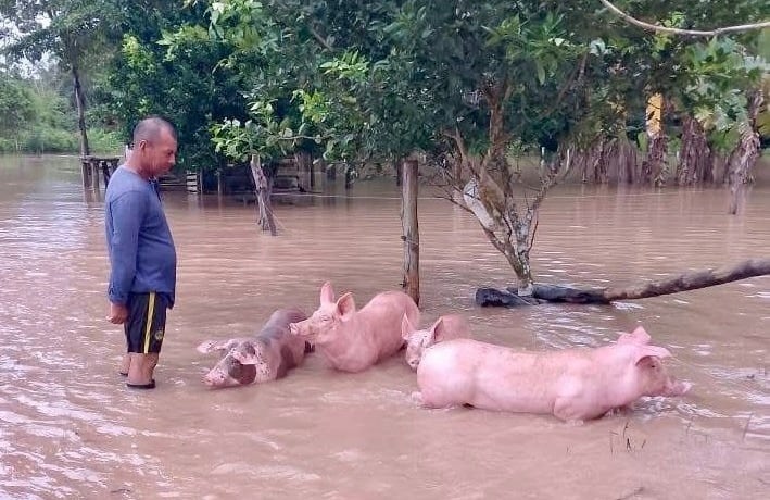 Ganado atrapado en medio de las aguas.