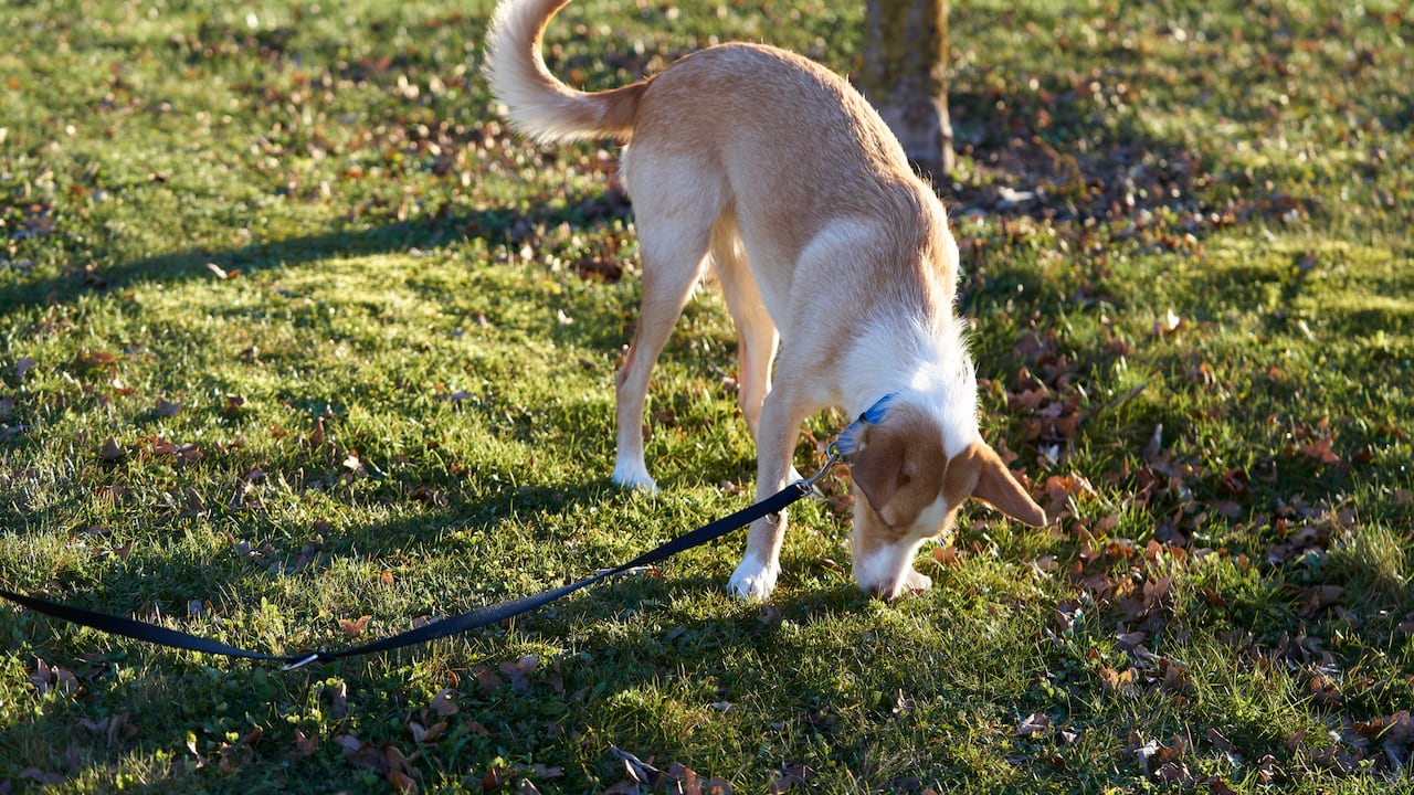 Los perros, de forma frecuente, huelen lo que se encuentran en el parque.