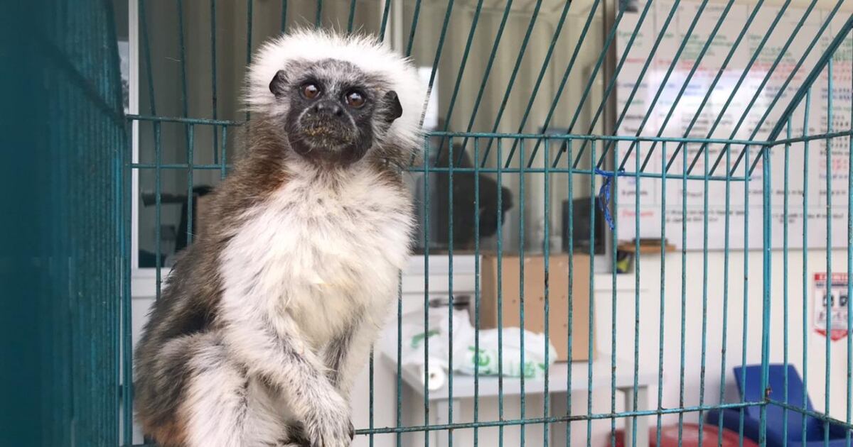 En lo corrido de este año, las autoridades de la capital han decomisado más de 3.800 animales silvestres.