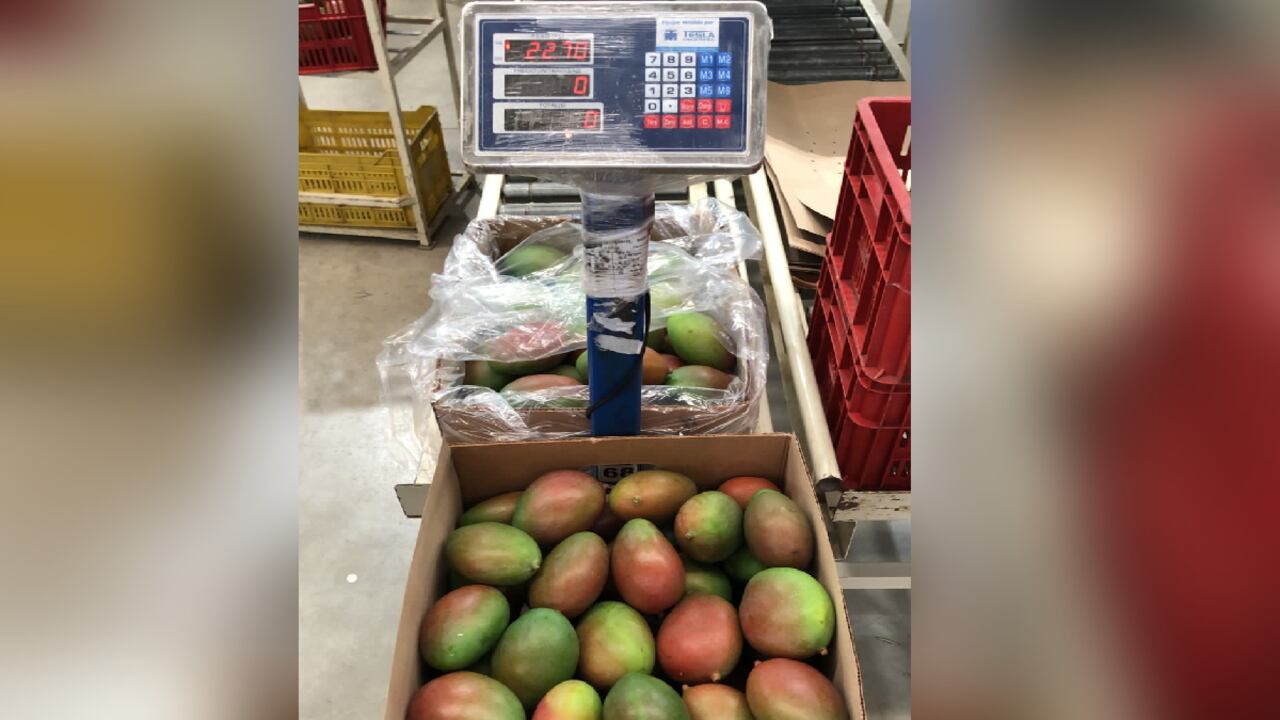 Al igual que el mango, Colombia tiene luz verde para la exportación de cerca de 100 productos agrícolas más a EE.UU.