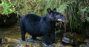 La danta de montaña es una de las tantas especies en peligro de extinción por la mano del hombre. Foto: Diego Lizcano.