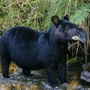 La danta de montaña es una de las tantas especies en peligro de extinción por la mano del hombre. Foto: Diego Lizcano.