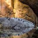 Cocodrilos africanos pudieron haber llegado a América arrastrados por las corrientes del océano Atlántico, según estudio. Foto ilustración: Pixabay.