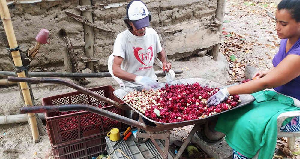 La flor de jamaica, reduce la aparición de los molestos y dolorosos cálculos renales. 