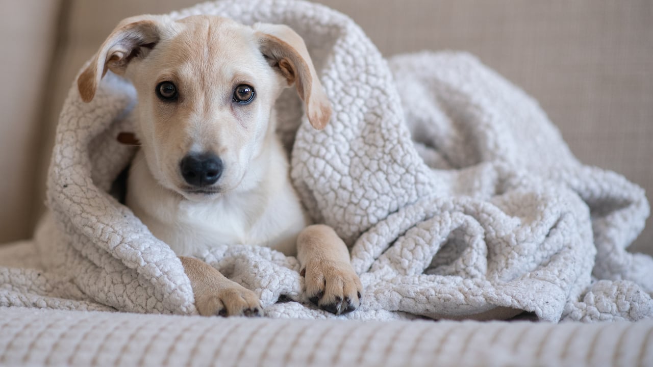 Ni tristeza ni aburrimiento: así se sienten y reaccionan muchos perros cuando se quedan solos en casa