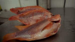 Las autoridades sanitarias recomiendan verificar que el pescado esté almacenado bajo congelación.