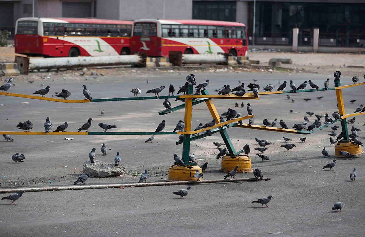 Las aves descansan en las barandas de una terminal de autobuses desierta durante un bloqueo para frenar la propagación del nuevo coronavirus, en Bangalore, India, el miércoles 6 de mayo de 2020. India relajó en parte su bloqueo esta semana. (Foto AP / Aijaz Rahi)