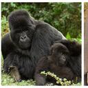 Los gorilas y los elefantes son dos de las especies amenazadas por las guerras.