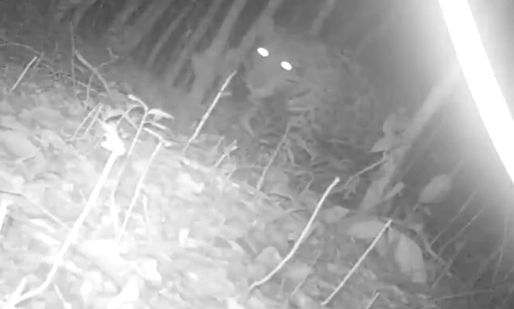 El jaguar fue captado el 30 de junio de 2025 por una cámara trampa.