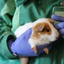 Los veterinarios que hicieron parte del operativo encontraron varios animales con enfermedades en la piel, además de altos signos de deshidratación y desnutrición.