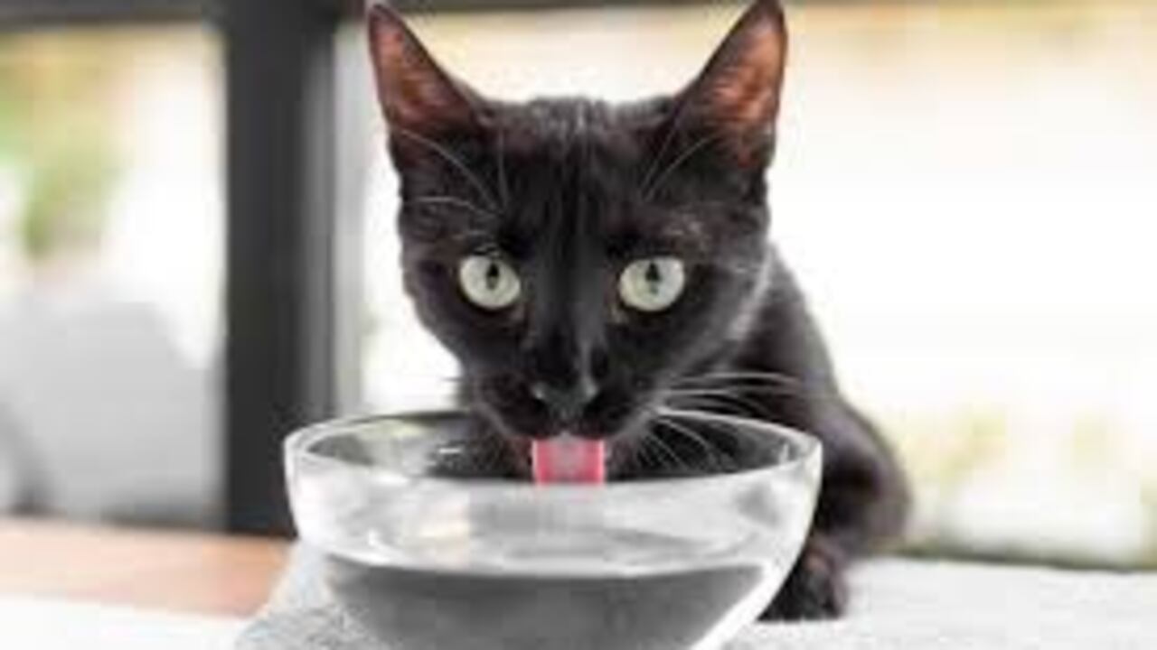 cómo identificar y manejar la enfermedad renal en perros y gatos