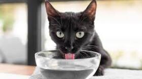 cómo identificar y manejar la enfermedad renal en perros y gatos