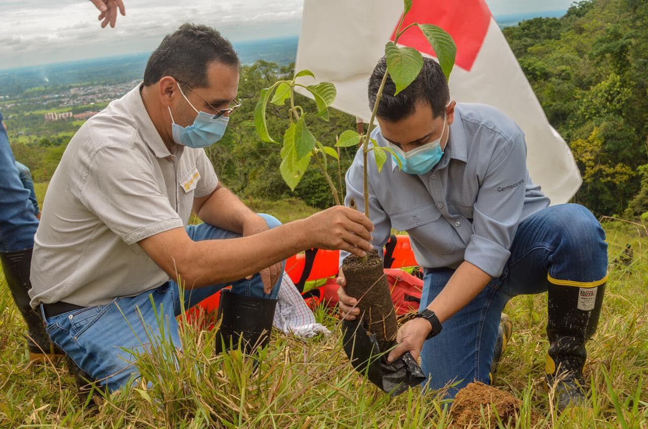 Siembra de árboles en Meta