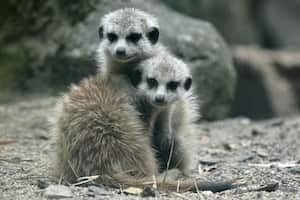 Nacen dos crías de suricatas en el Zoológico de Cali.