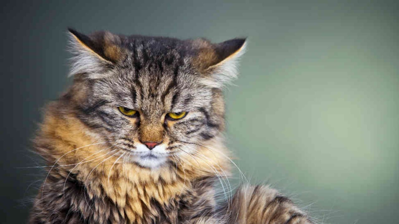 Un gato flaco y barrigón es muestra de que los parásitos están haciendo de las suyas.