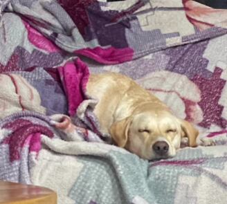 La perrita fue rescatada en Medellín luego de que fuera abandonada junto a sus pertenencias en Medellín.