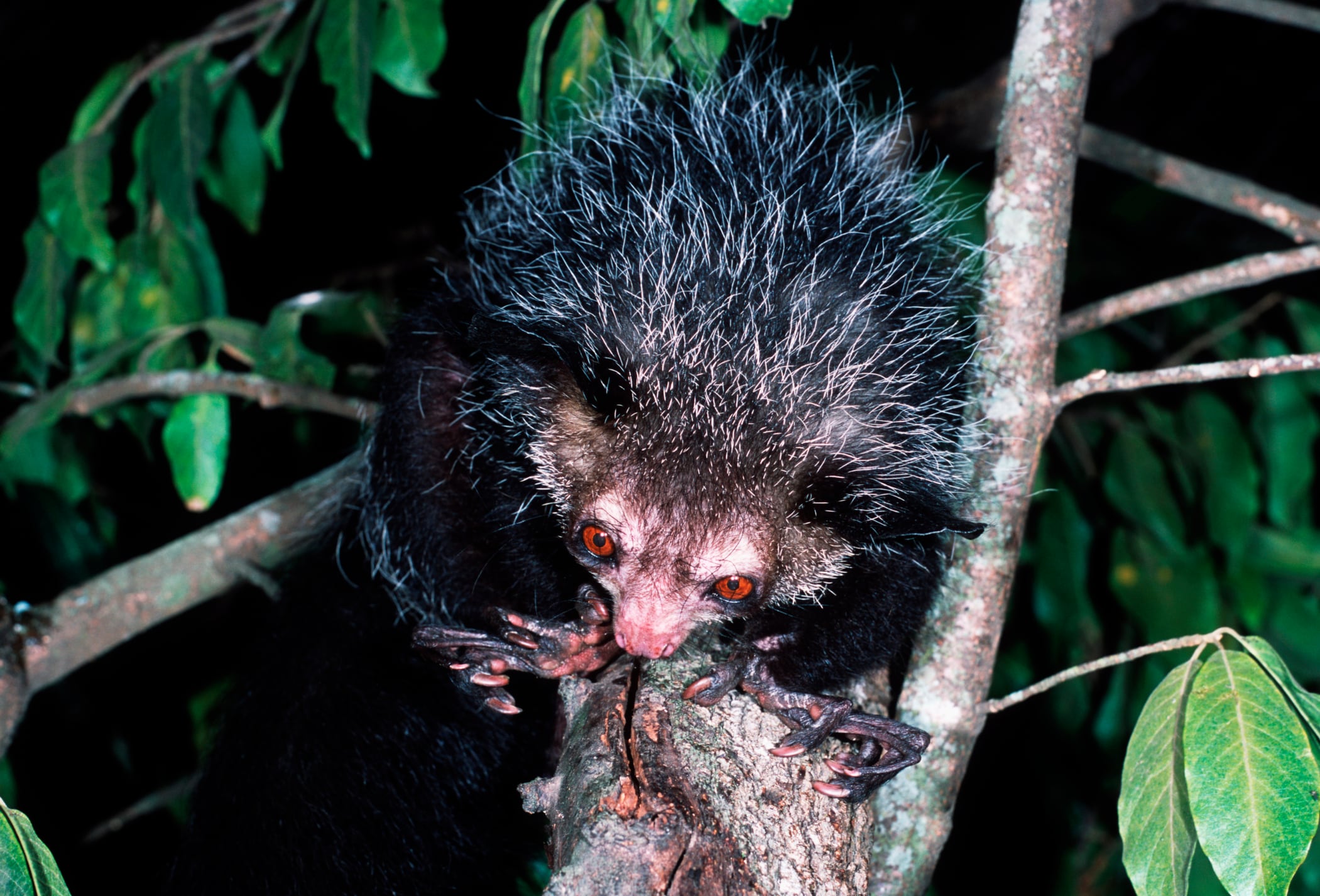 Lemur Aye-aye es considerado como un animal poco lindo.