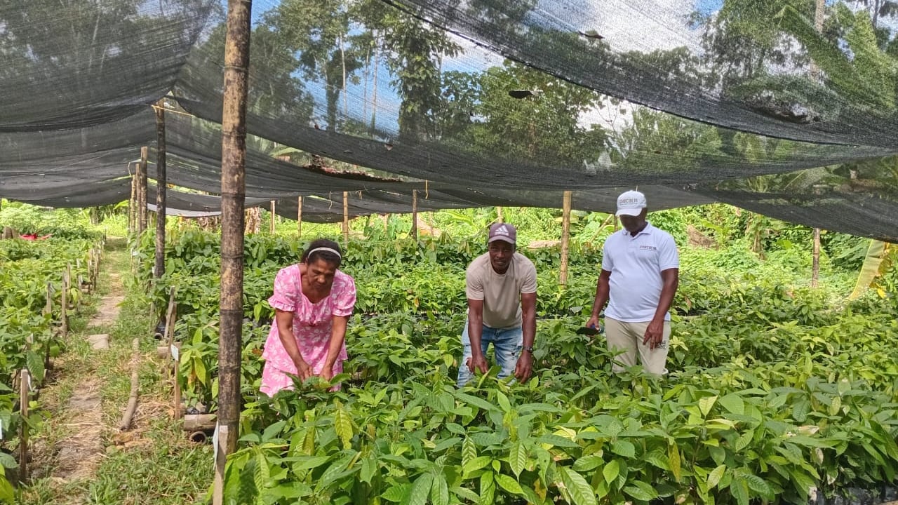 Cadenas de cacao, café y aceite de palma presentan rezagos en el alistamiento debido, sobre todo, a que requieren un mayor entendimiento de sus responsabilidades y generación de capacidades para cumplir con las obligaciones normativas.