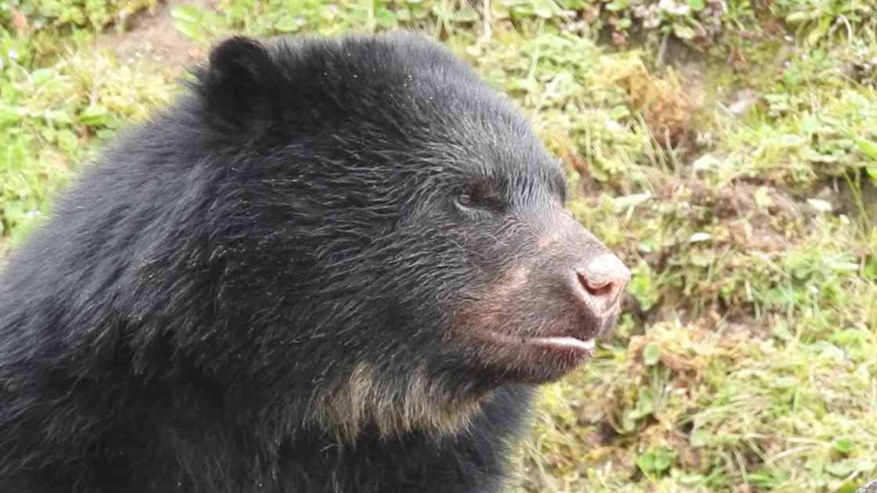 El oso de anteojos en Colombia está presente en 22 de las 63 áreas protegidas del Sistema Nacional de Áreas Protegidas ubicadas entre los 300 hasta los 4.750 metros de altura. Foto: Parque Natural Chingaza