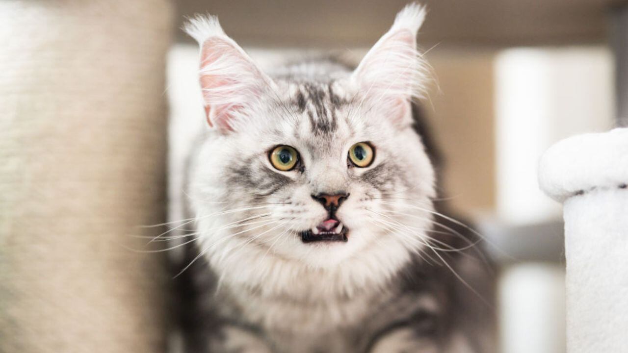 Romero recomendó realizar análisis sanguíneos.