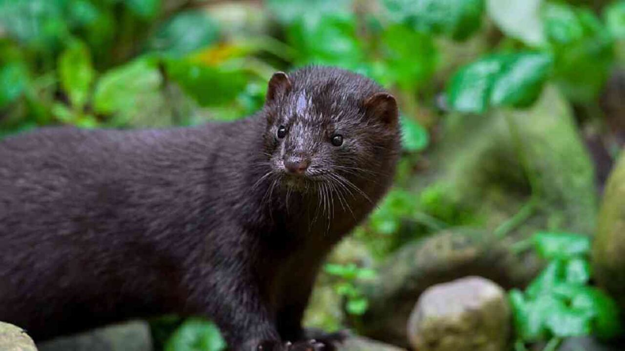 El visón es un animal que ha estado propenso a estar contagiado. Foto: Getty Images